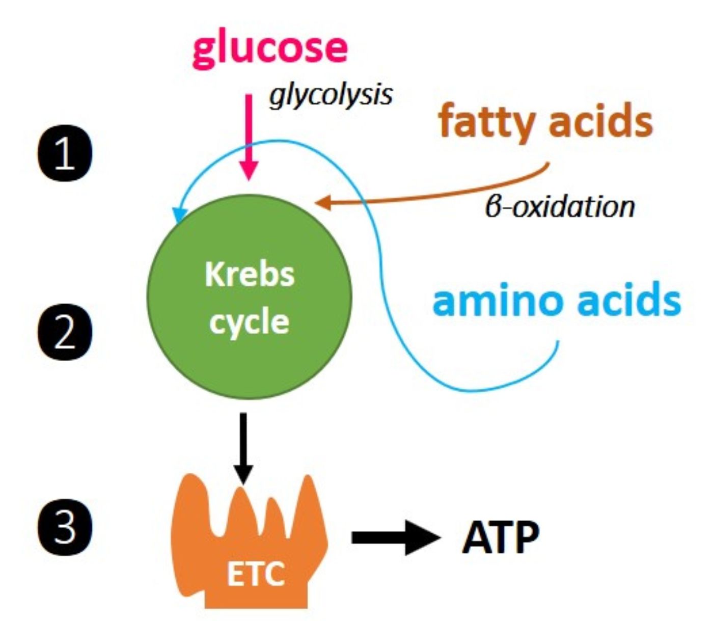 Cellular energy fuel production