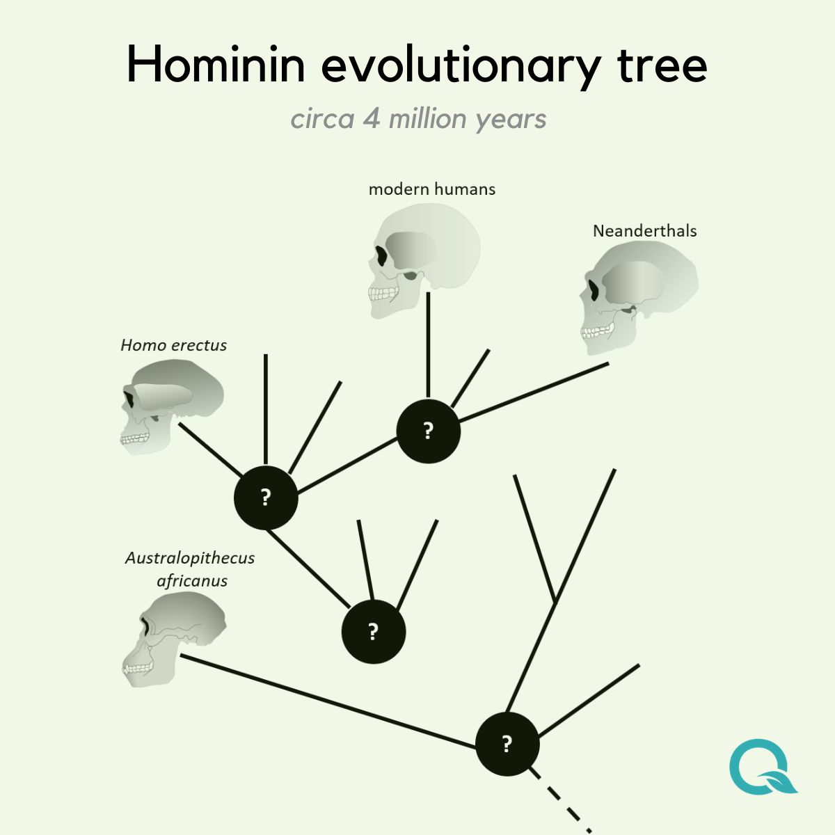 Hominin evolutionary tree