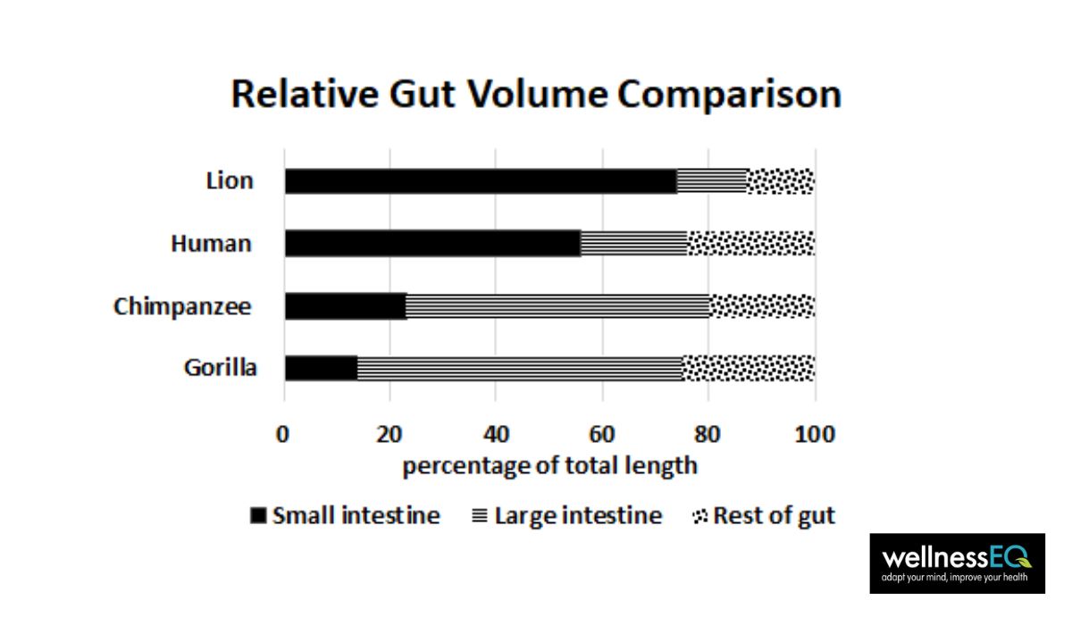 Gut comparisons